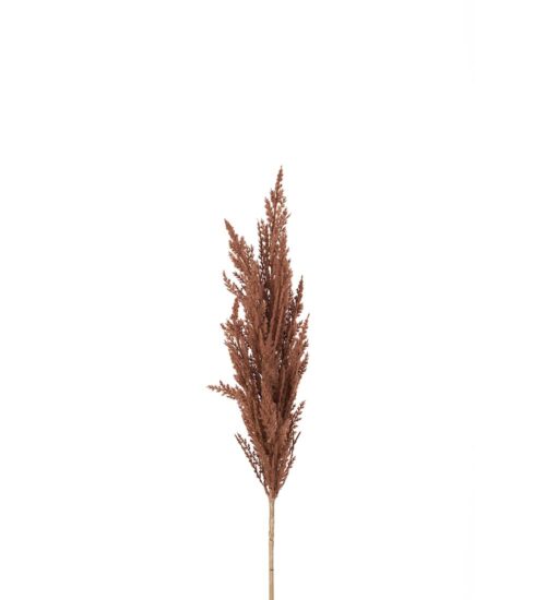 Astilbe