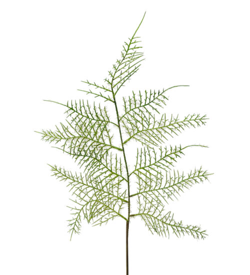 Plumosus Blad