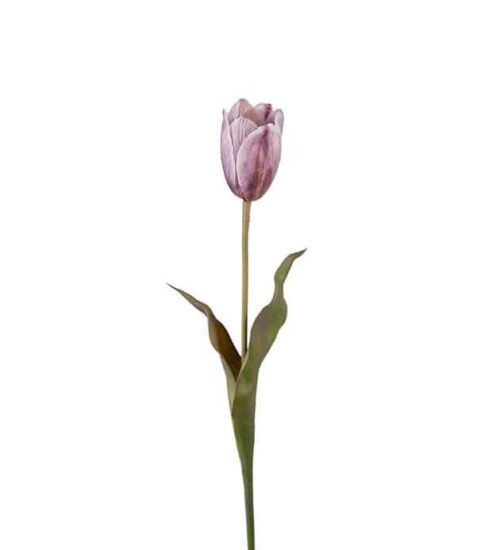 Tulpan 58 cm lila