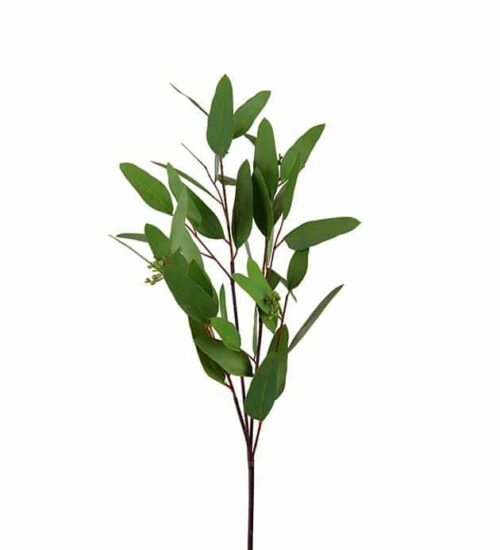 Eucalyptus 80 cm grön