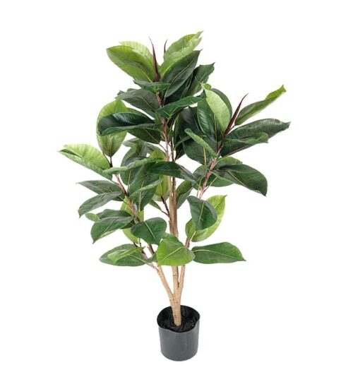 Fikus Robusta 90 cm