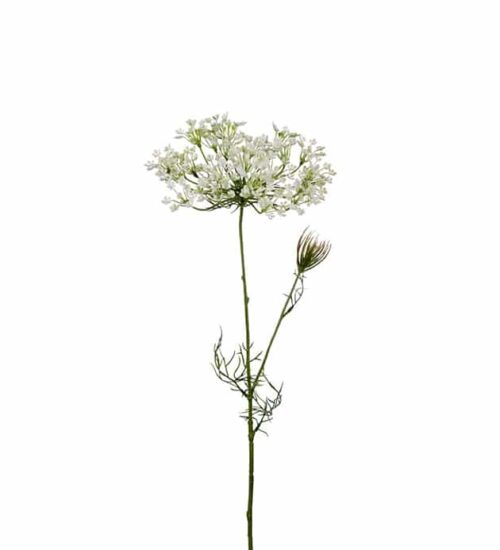Allium 70 cm vit