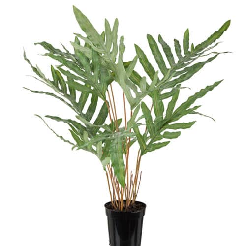 Ormbunke 75 cm grön