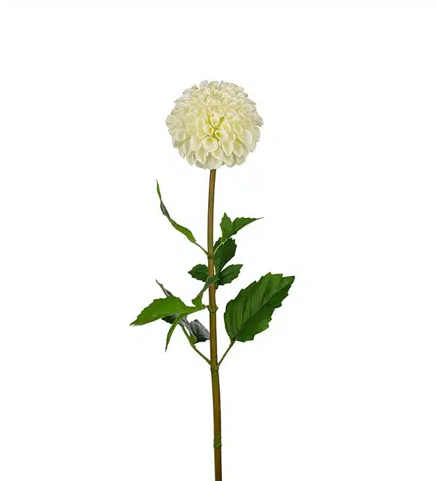 Dahlia vit 90cm
