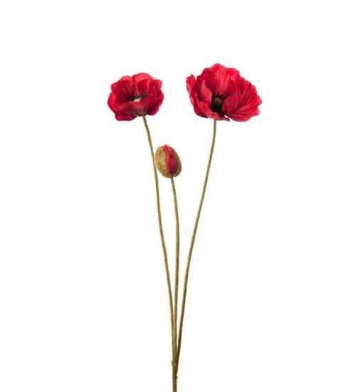 Vallmo Röd 75 cm