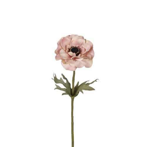 Anemone 50 cm rosa