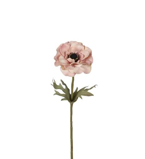 Anemone 50 cm rosa