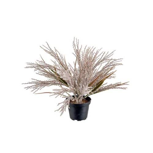 Pampasgräs brun i kruka