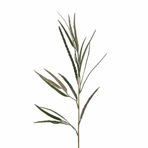 Grevillea grön 80cm