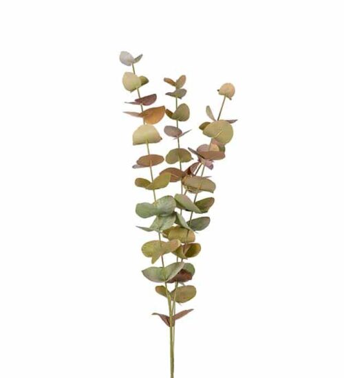 Eucalyptus flerfärgad 60cm