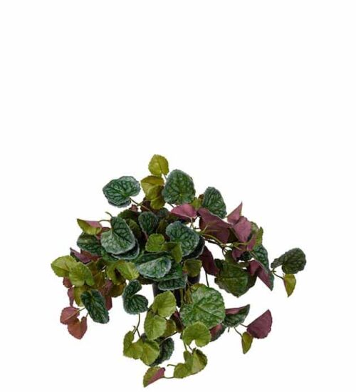 Senecio grön