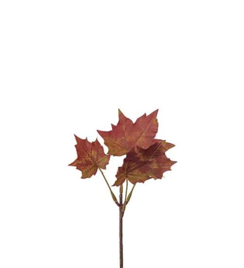 Lönn burgundy 20cm