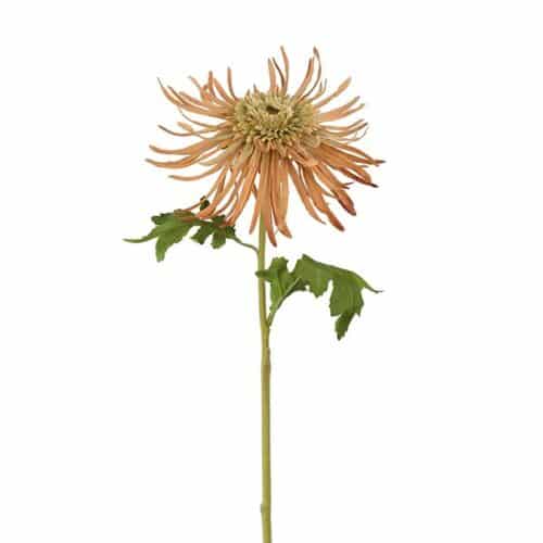 Chrysanthemum brun 60cm