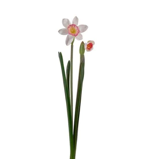 Narciss rosa 50cm