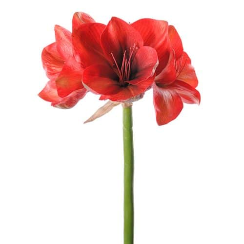 Amaryllis 75cm röd