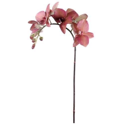 Phalaenopsis 60 cm röd