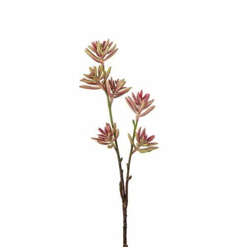 Succulent 50 cm rosa