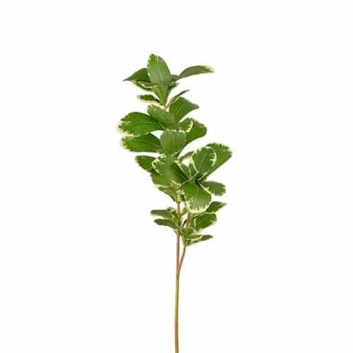 Pittosporum 60cm grön