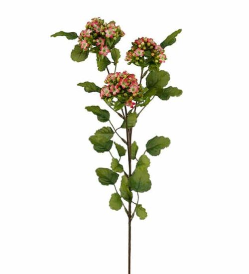 Calandiva 65cm röd