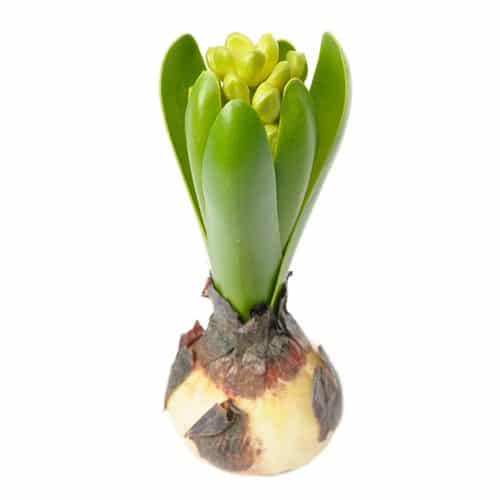 Hyacint 15 cm grön