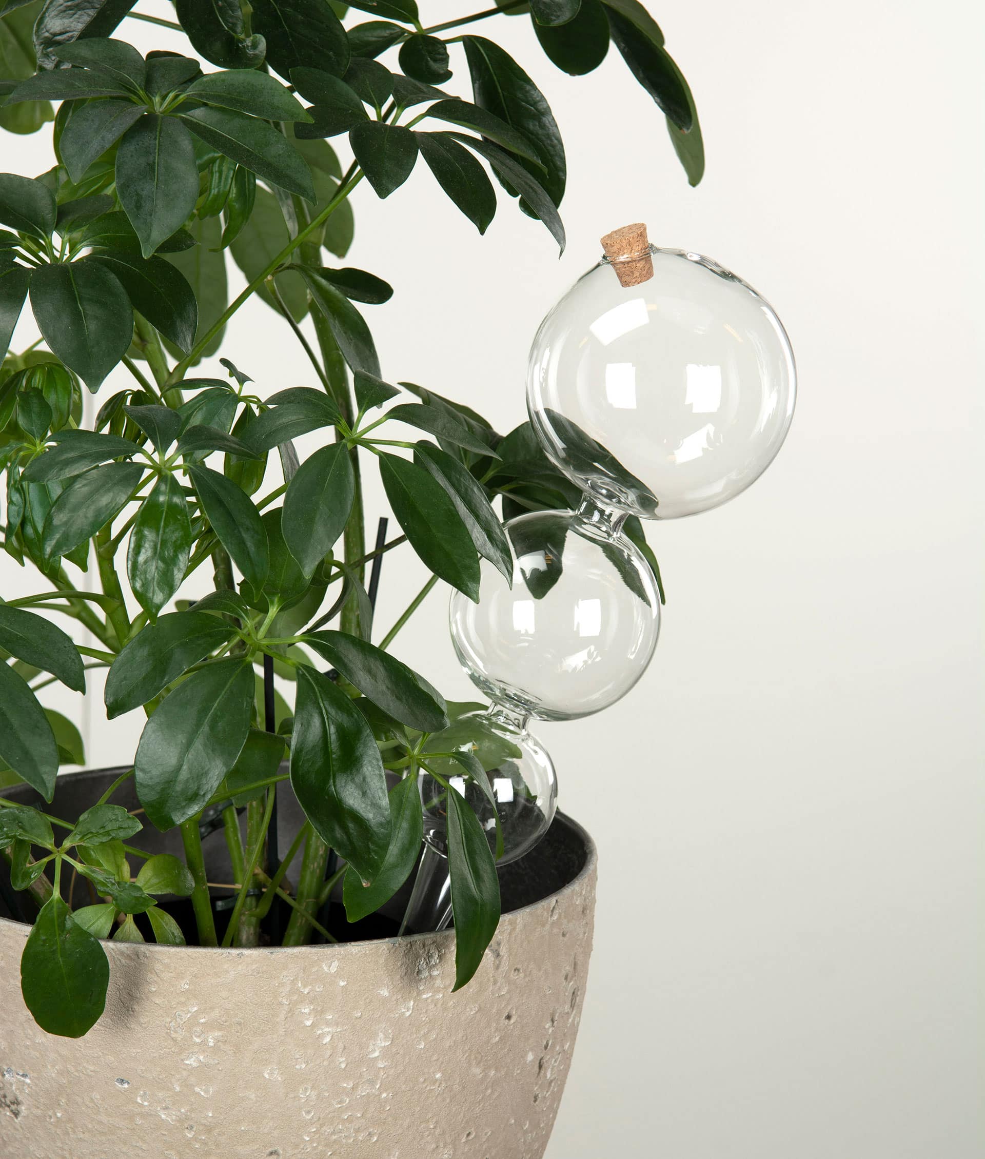 Bevattningsglas Bubbla - Bild 2