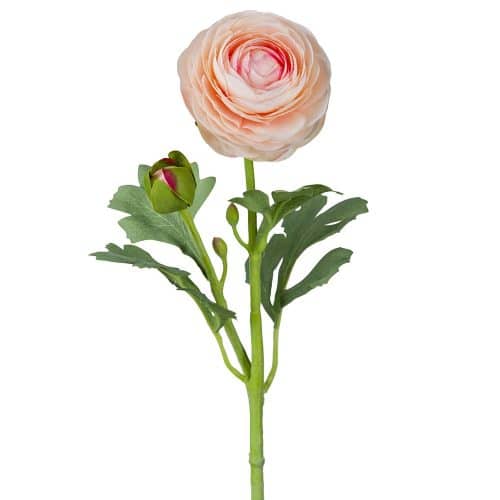 Ranuncel Aprikos 50cm