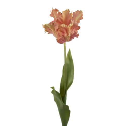 Tulpan Aprikos 70cm