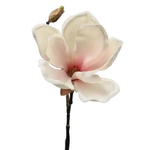 Magnolia Rosa 30cm