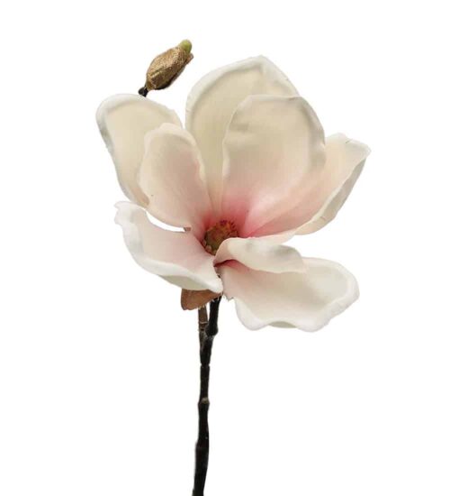 Magnolia Rosa 30cm