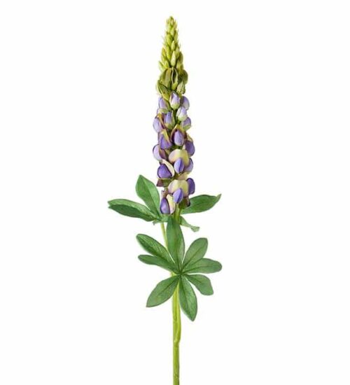 Lupin