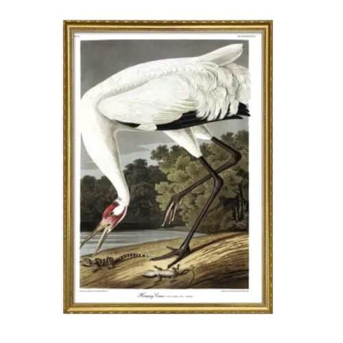 THE DYBDAHL COMPANY Hooping Crane 50x70 Guld Ram