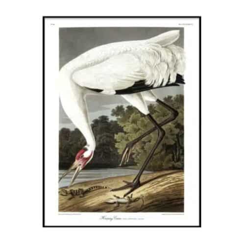 THE DYBDAHL COMPANY Hooping Crane 30x40 Svart Ram