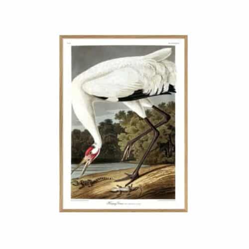 THE DYBDAHL COMPANY Hooping Crane 30x40 Ek Ram