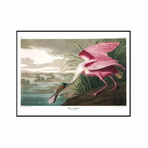 THE DYBDAHL COMPANY Roseate Spoonbill 50x70 Svart Ram