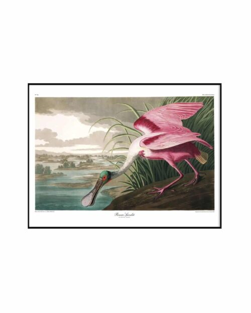 THE DYBDAHL COMPANY Roseate Spoonbill 50x70 Svart Ram