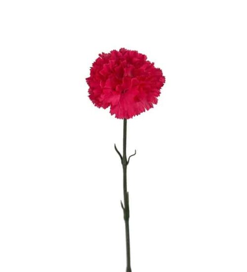 Nejlika 55 cm Rosa