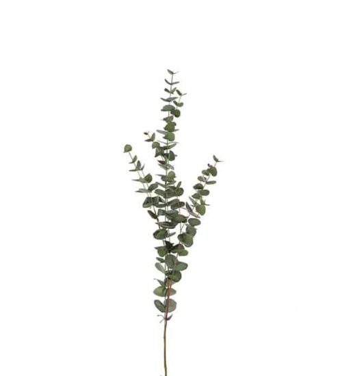 Eucalyptus 120 cm Grön