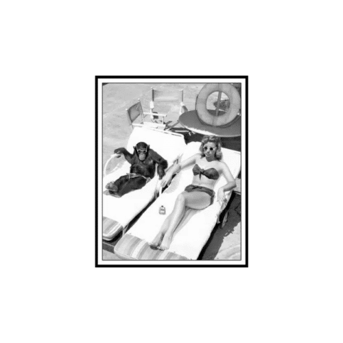 Tavla Solande Apa 35x50 cm