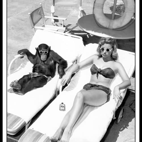 Tavla Solande Apa 35x50 cm