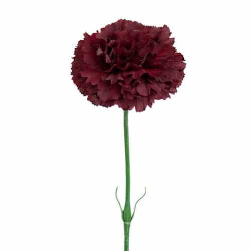 Nejlika Vinröd 55cm