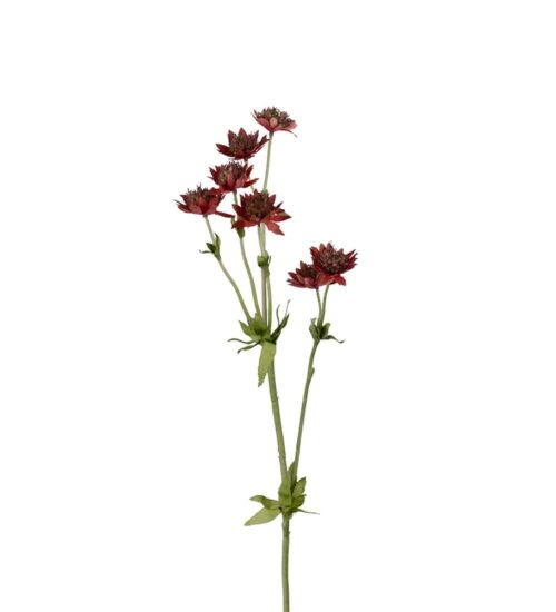 Stjärnflocka Burgundy 55cm