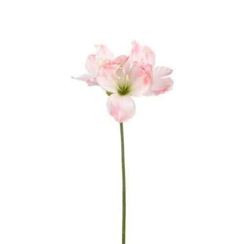 Amaryllis Rosa