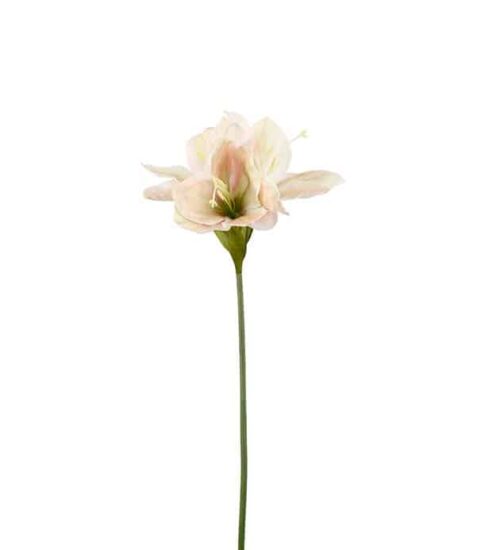 Amaryllis Gul