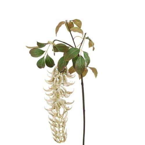 Mucunakvist Vit 125cm