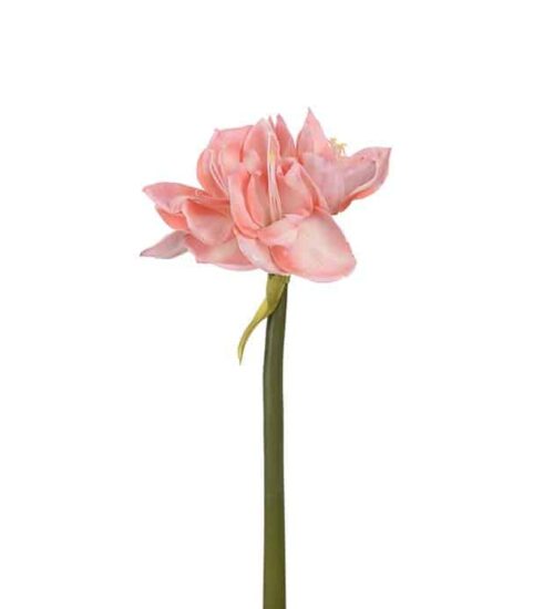 Amaryllis Rosa