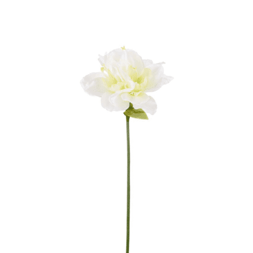 Amaryllis Vit 63cm