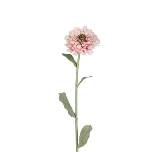 Zinnia 58cm Rosa