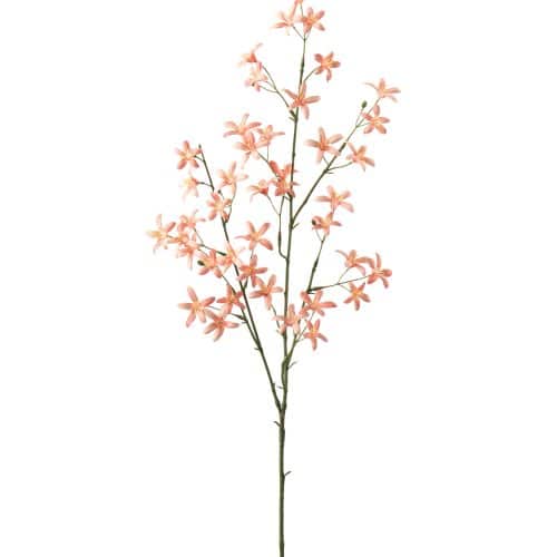 Saxifraga Persika 75cm