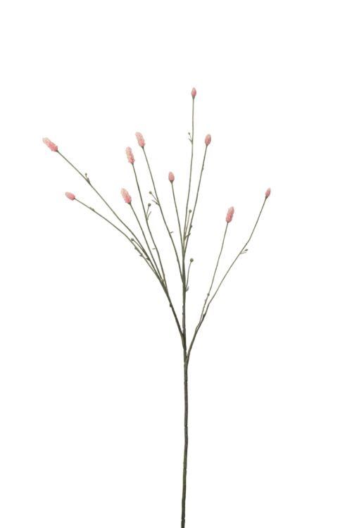 Pimpinell Rosa 80cm