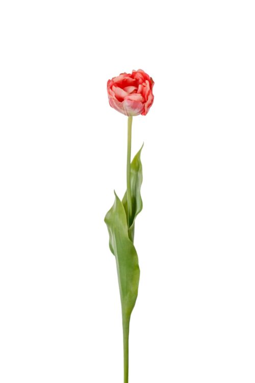 Tulpan Rosa 67cm